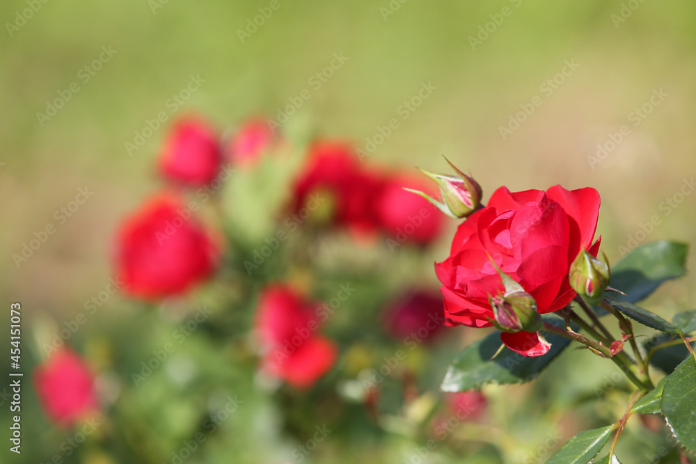 Red roses in the garden, blurred background Red roses in the garden, blurred background