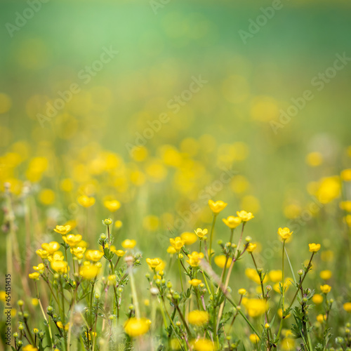 Beautiful view of a countryside with flower meadows and green hills in background. Spring in the country with nature all around. Outdoors, summer, natural, concept. Crocodile view of yellow flowers.