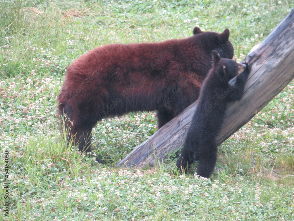 Ours noir