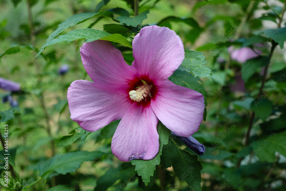 flower of the plant called hibiscus syriacus flower of the plant called hibiscus syriacus