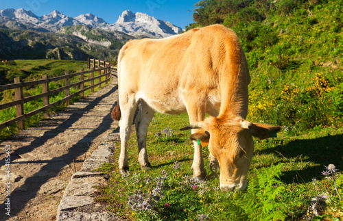 Asturian Mountain cattle cow sits on the lawn in a national park