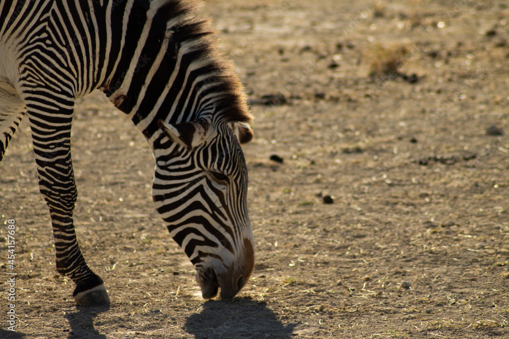 Fototapeta premium Zebra ind the afrecan reserve