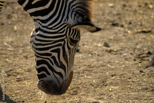 Zebra ind the afrecan reserve