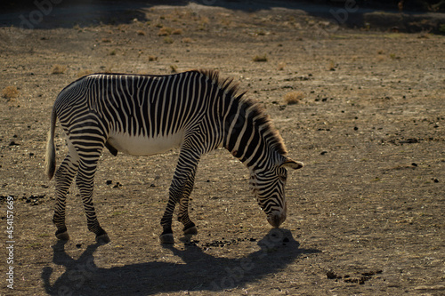 Zebra ind the afrecan reserve