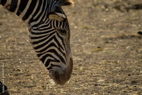 Zebra ind the afrecan reserve