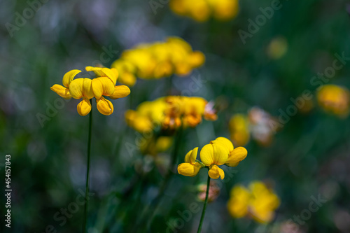 Lotus corniculatus flower growing in the field, close up shoot photo