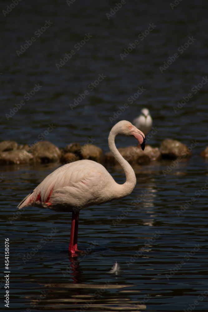 Flamingo in the african reserve