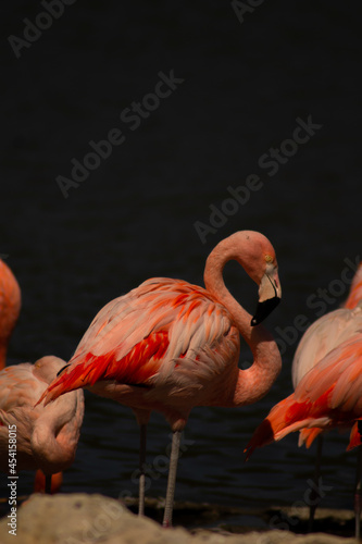 Flamingo in the african reserve