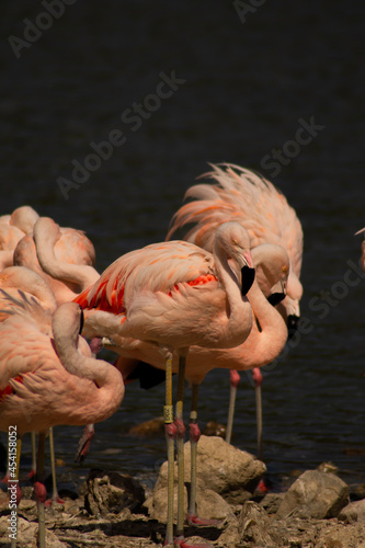 Flamingo in the african reserve