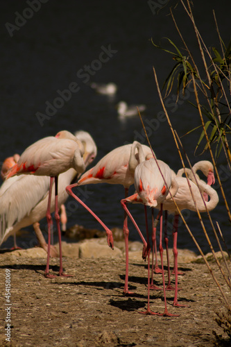 Flamingo in the african reserve