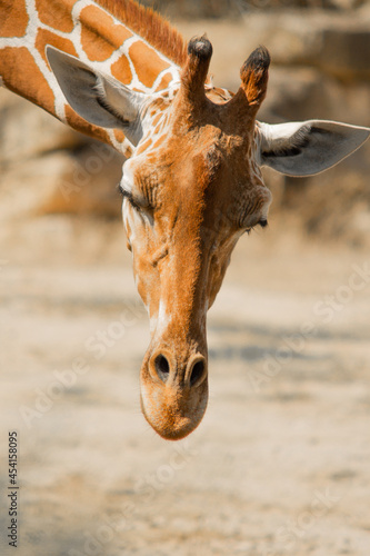 portrait of a giraffe