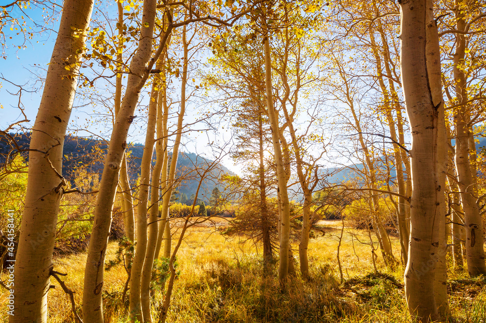 Autumn forest Autumn forest