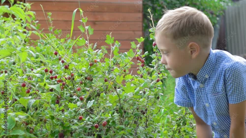 A six-year-old boy harvests gooseberries against a background of green young foliage on a bright sunny day in the village. It's raining. Selective focus. Portrait A six-year-old boy harvests gooseberries against a background of green young foliage on a bright sunny day in the village. It's raining. Selective focus. Portrait