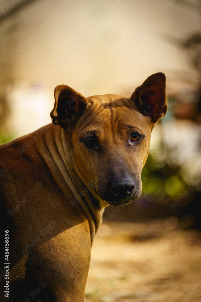 Obraz premium Brown short haired dog looking at camera.