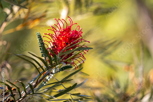 A vibrant Grevillea superb flower. A australian native red flower also found in the Midwest of Brazil. Species Grevillea banksii. Amazing nature. Red flower.