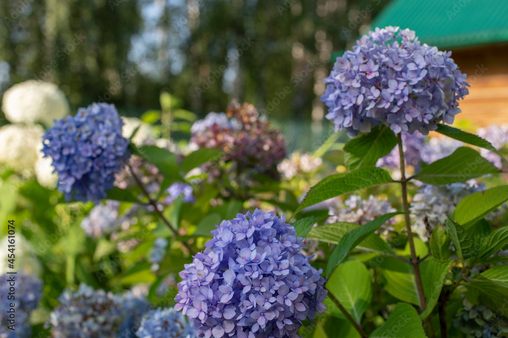 Blue and white hydrangeas in bloom close-up at sunset in the garden with selective focus. Natural flower background Blue and white hydrangeas in bloom close-up at sunset in the garden with selective focus. Natural flower background