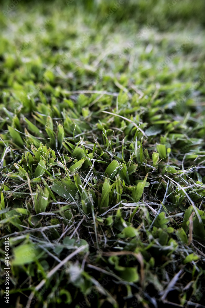 Obraz premium Dry grass background