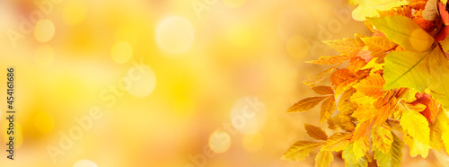 Autumn yellow background with foliage and copy space. Banner.