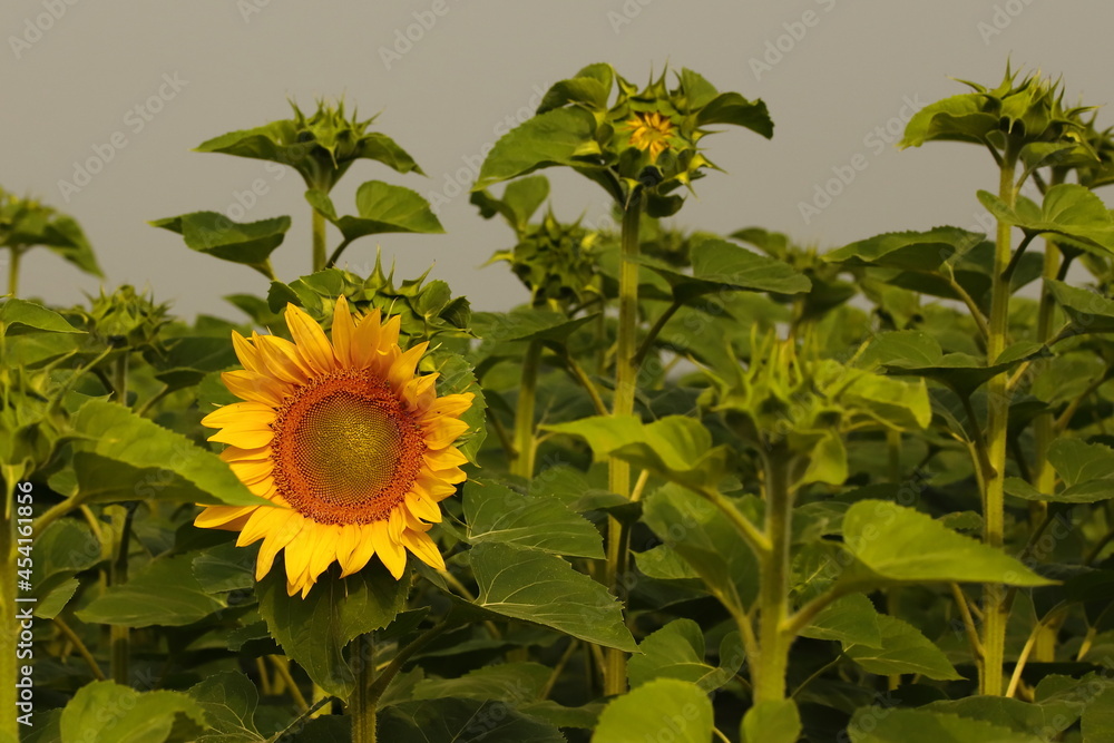Fototapeta premium słoneczniki, kwiaty, żółte kwiaty, toskania, rośliny