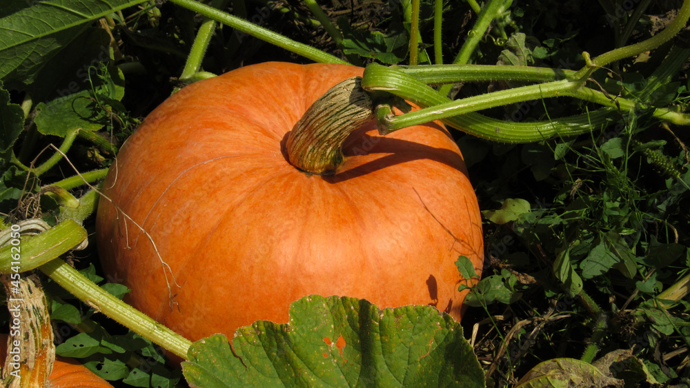 Obraz premium Photo of pumpkins on a farm field. autumn harvest of pumpkins