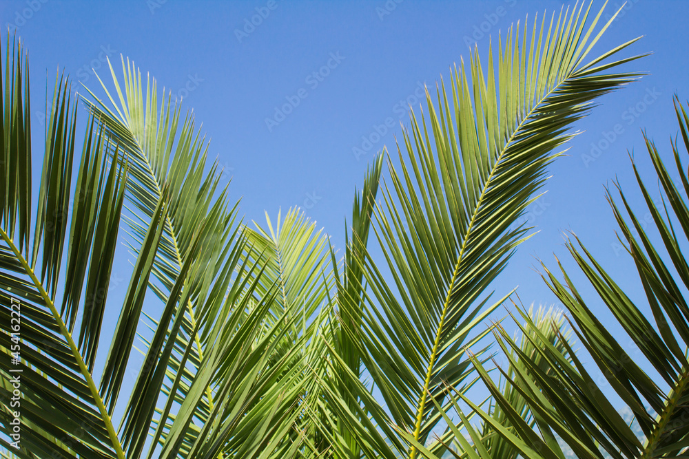 Tropical background. Close-up on palm leaves against blue sky on the sunny day.