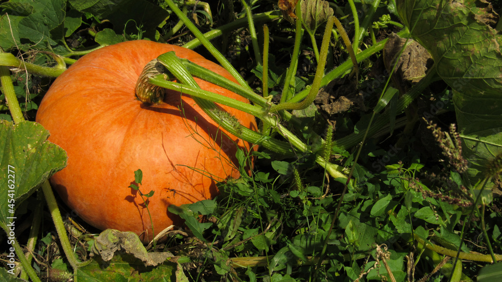 Photo of pumpkins on a farm field with place for text. autumn harvest of pumpkins