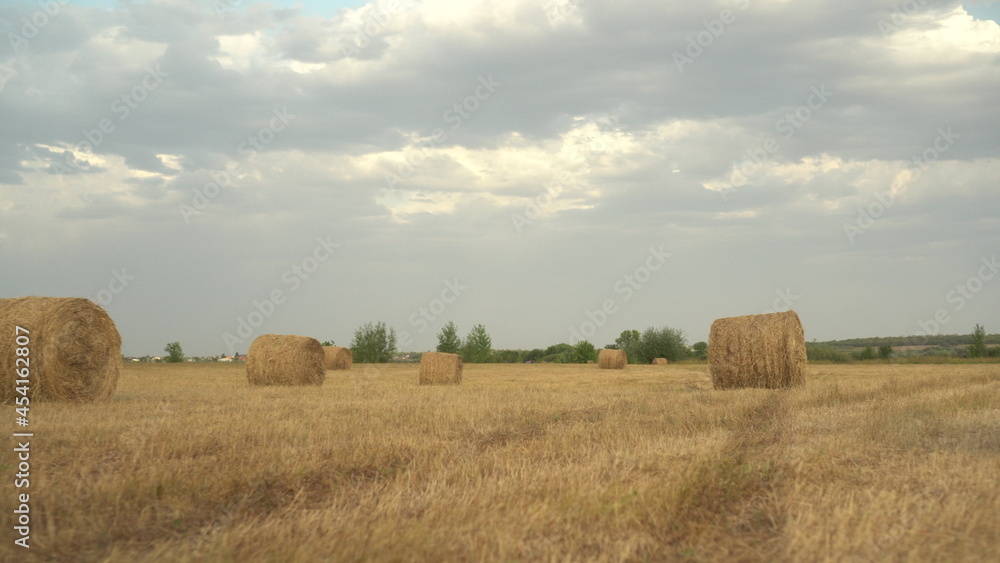 Rolled haystacks in a field. Harvesting in the field.