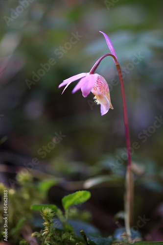 Tablou pe pânză Fairy slipper