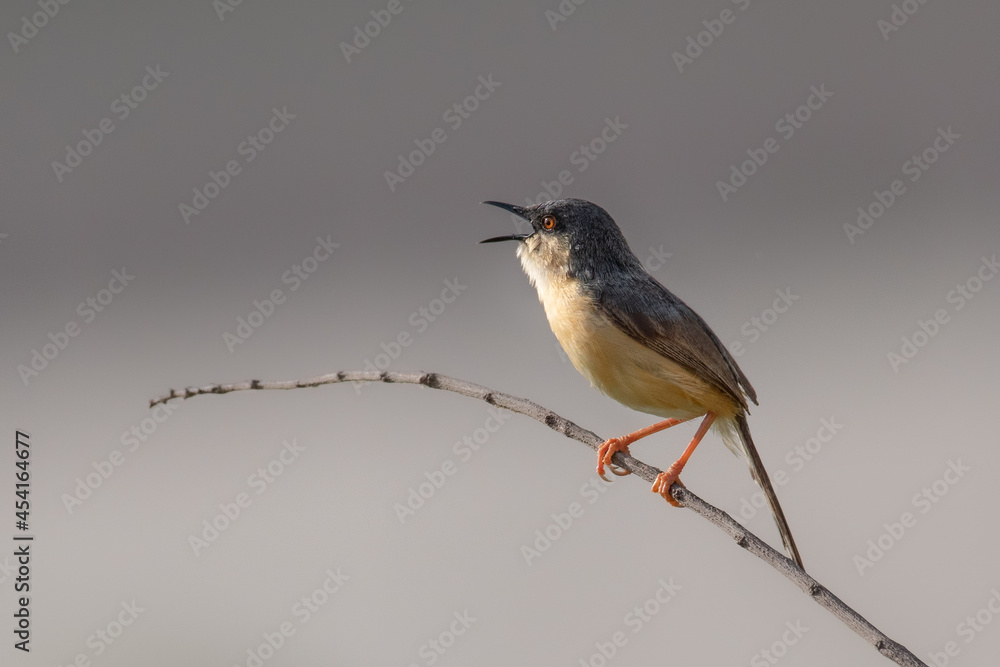 Prinia bird perch and call in morning sunlight Prinia bird perch and call in morning sunlight