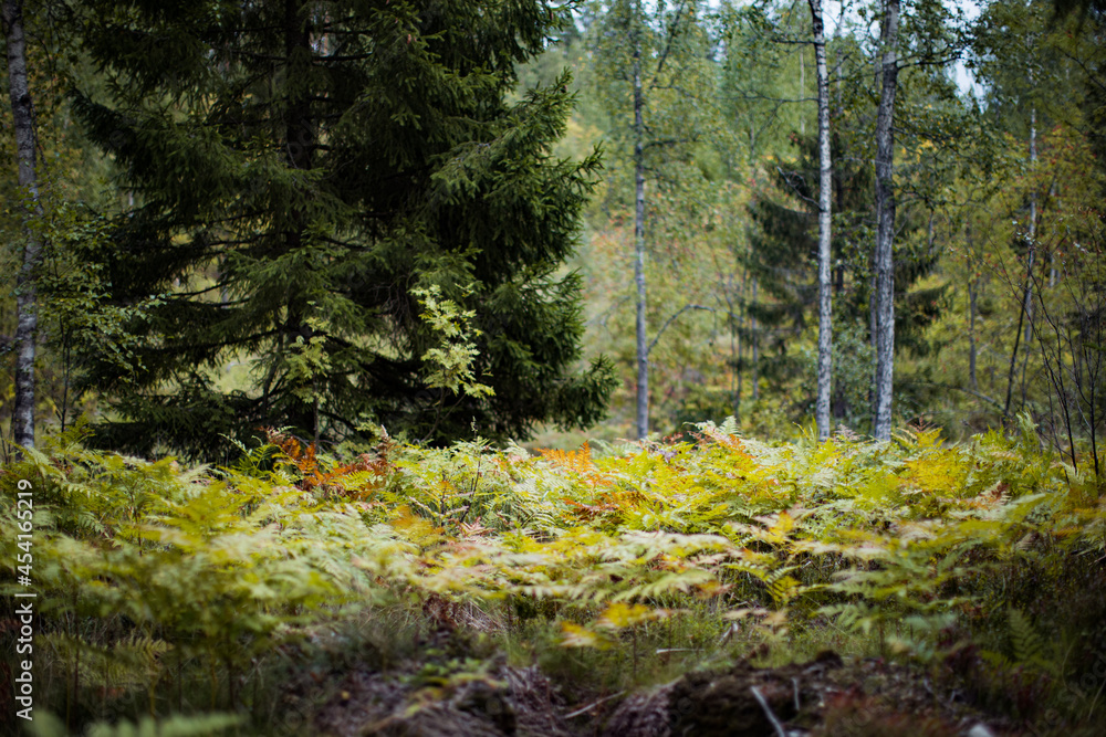 Ferns Leaves Green Foliage In Summer Coniferous Forest. Green Fern Bushes In Park Between Woods Ferns Leaves Green Foliage In Summer Coniferous Forest. Green Fern Bushes In Park Between Woods