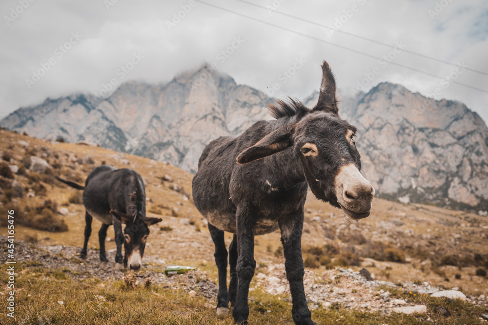 Fototapeta premium goat in the mountains