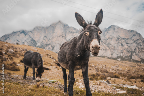 donkey in the mountains © Стефан Кельнер