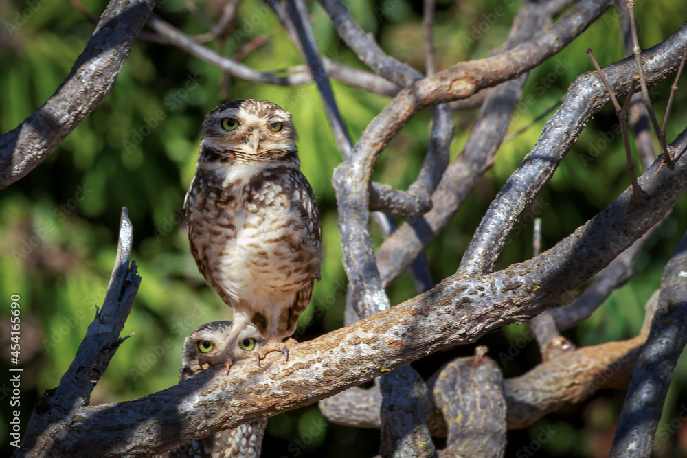 A couple of Burrowing Owl or Luck owl hidden among the branches of a tree. Species Athene Cunicularia. The big yellow eyes of american owl. Bird lover. Birdwatching. A couple of Burrowing Owl or Luck owl hidden among the branches of a tree. Species Athene Cunicularia. The big yellow eyes of american owl. Bird lover. Birdwatching.
