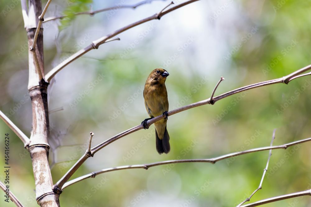 Rusty-collared Seedeater also know Marsh Collar or Coleiro-do-brejo. A beautiful brown bird perched on bamboo tree. Species Sporophila sp. Animal life. Birdwatcher. Rusty-collared Seedeater also know Marsh Collar or Coleiro-do-brejo. A beautiful brown bird perched on bamboo tree. Species Sporophila sp. Animal life. Birdwatcher.