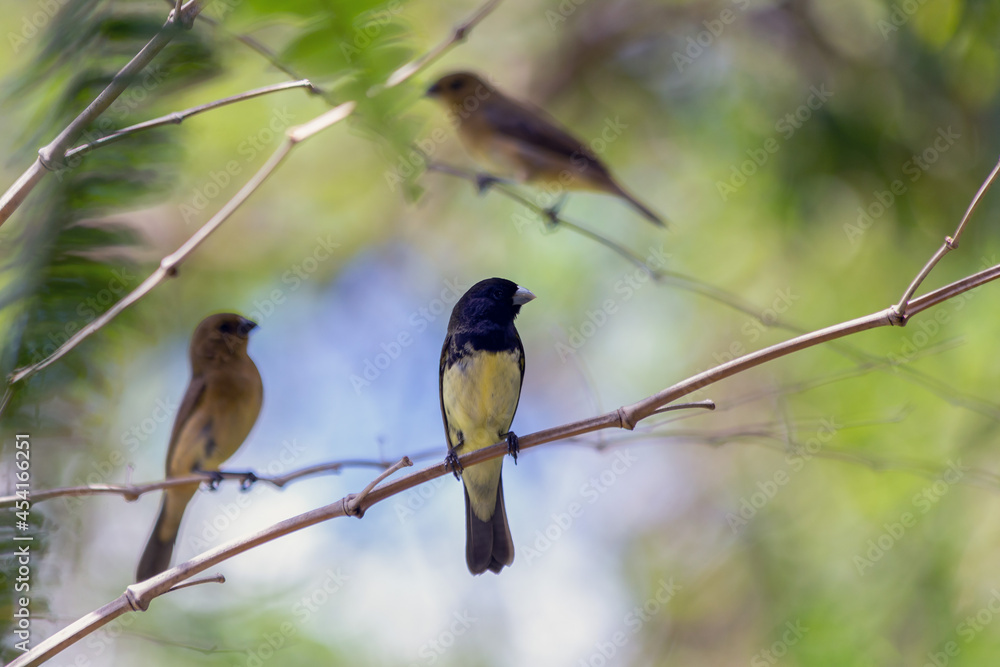 Fototapeta premium Three Rusty-collared Seedeater also know Marsh Collar or Coleiro-do-brejo. A beautiful brown bird perched on bamboo tree. Species Sporophila sp. Animal life. Birdwatcher. Focus selective.