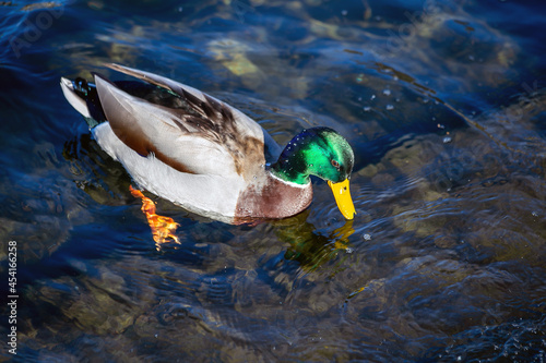 Wild duck. Mallard Ducks swimming in Lake Como, Italy. Male ducks have green heads. Green-headed duck. Species Anas platyrhynchos.