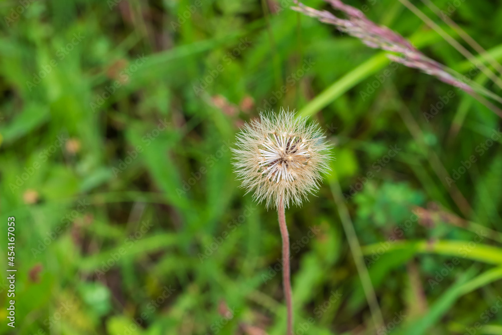 Blooming dandelion flower on a green meadow background. Blooming dandelion flower on a green meadow background.