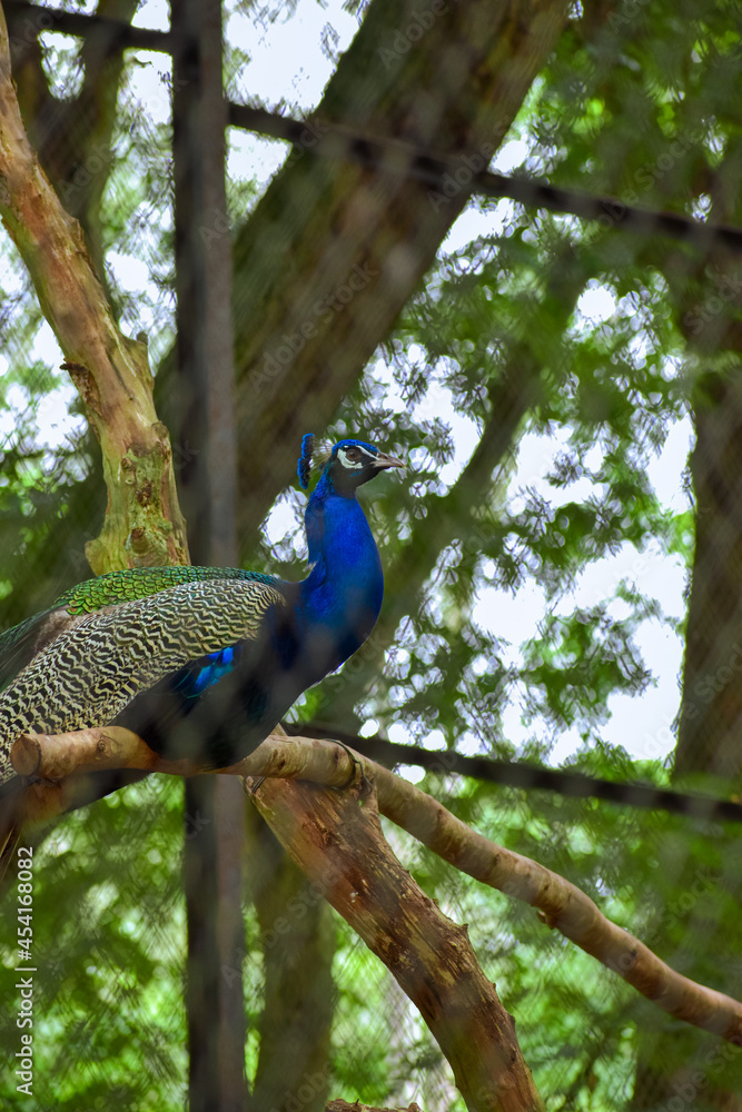 Obraz premium Peacock with green background .