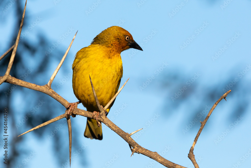 Cape Weaver (Ploceus capensis), breeding male perched on Fever Tree, Western Cape, South Africa Cape Weaver (Ploceus capensis), breeding male perched on Fever Tree, Western Cape, South Africa