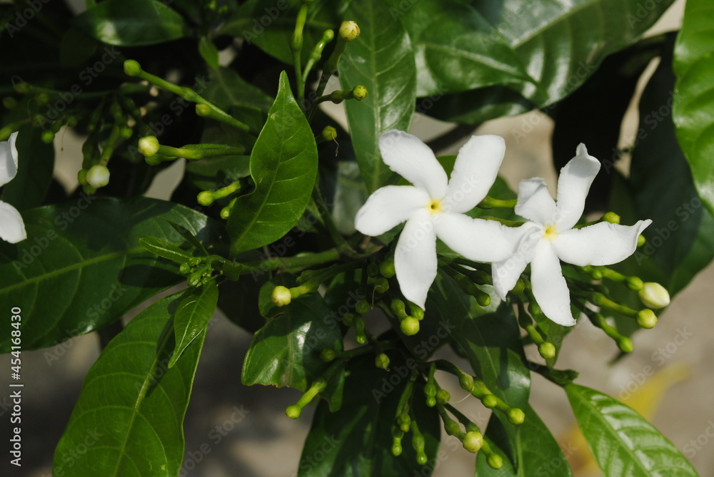 Two flower jasmine shrub /plant Two flower jasmine shrub /plant