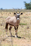 Gemsbok or Gemsbuck (Oryx gazella)in a red dune landscape in the  Kalahari, Northern Cape, South Africa