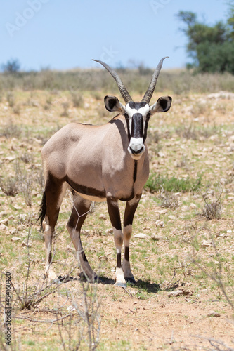 Gemsbok or Gemsbuck (Oryx gazella)in a red dune landscape in the Kalahari, Northern Cape, South Africa