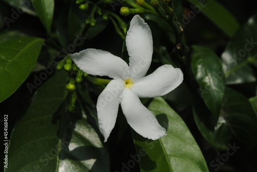White five petal Jasmine 