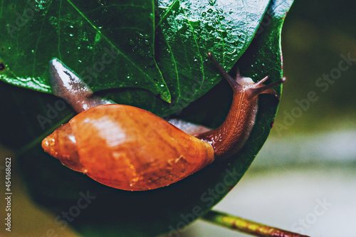 Snail on a Leaf 2