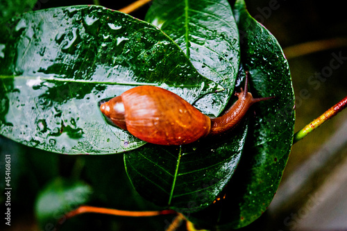Snail on a Leaf 1