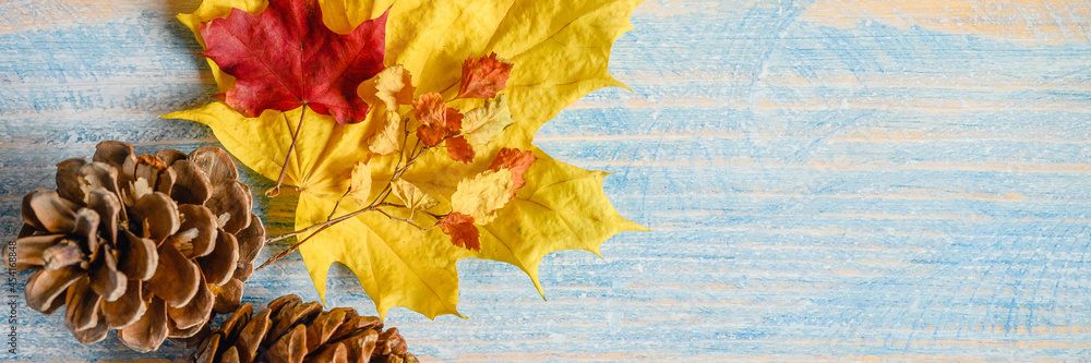 Obraz premium red and yellow dry autumn maple leaves, fall twigs and cedar cones on a blue wooden table or background. fall materials for children's creativity and crafts. space for text. banner