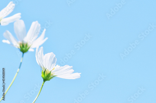 White flowers on a blue background. Greeting card, background for congratulations.