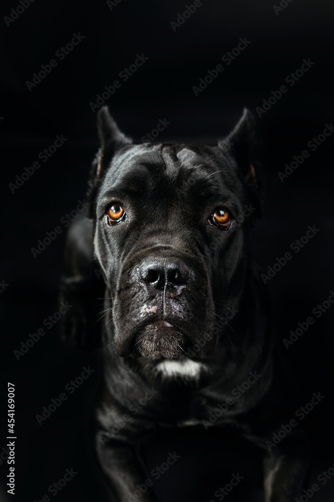 Black cane corso portrait in studio on black background. Black dog on the black background.