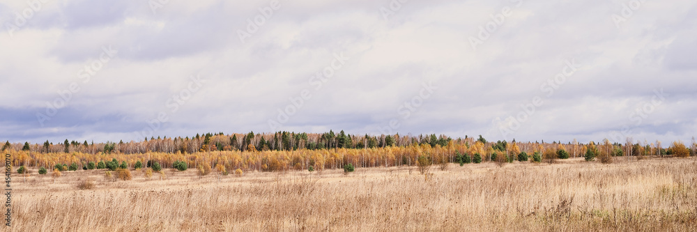 autumn plain landscape. fall low sky with clouds, trees with yellow falling leaves and a field with withered grass. banner autumn plain landscape. fall low sky with clouds, trees with yellow falling leaves and a field with withered grass. banner