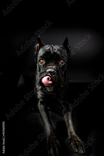 Black cane corso portrait in studio on black background. Black dog on the black background.